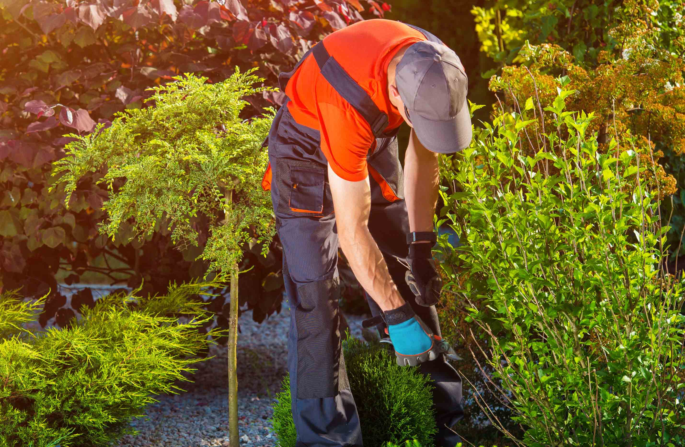 lorem ipsum dolor sit